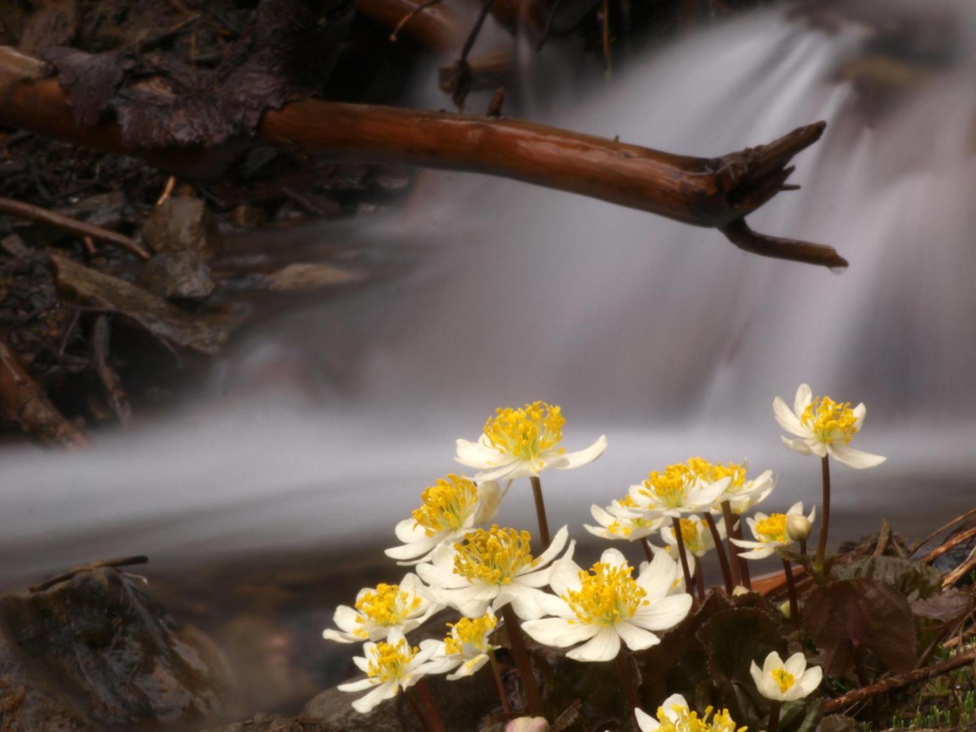Sol Duc Hot Springs Resort Ovington Exterior foto